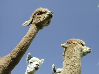 Alpaca slideshow images loading ...